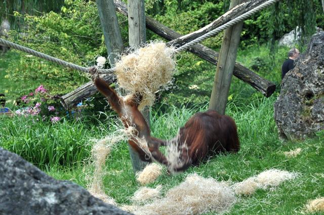 min 2013 07 06 beauval 172